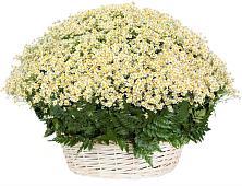 Цветочная композиция из Ромашки в корзине #REPLACE_PRED# Ильинке Новокузнецк